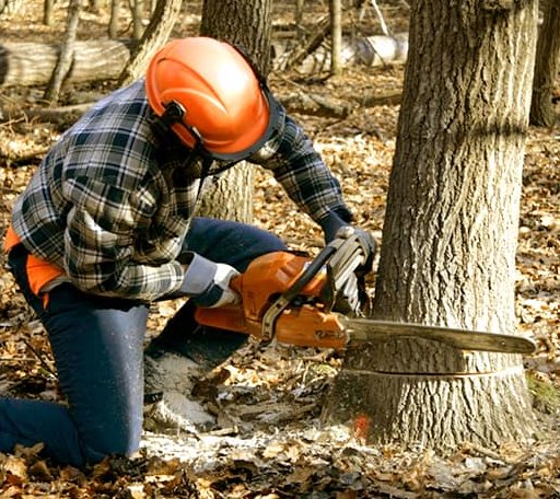 Tree Removal in Durbin, WV